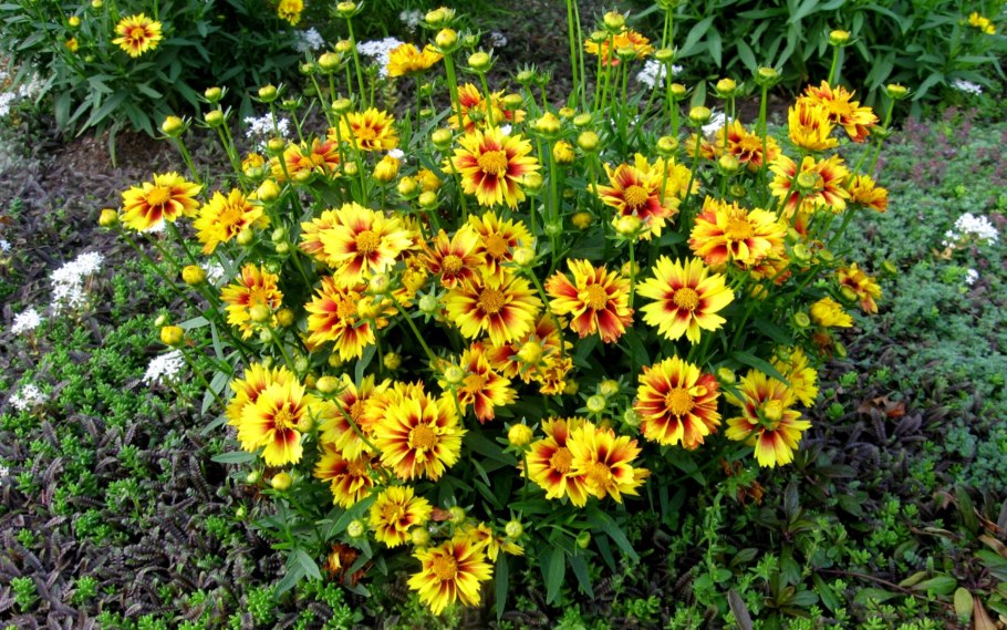 Кореопсис  red satin (coreopsis)