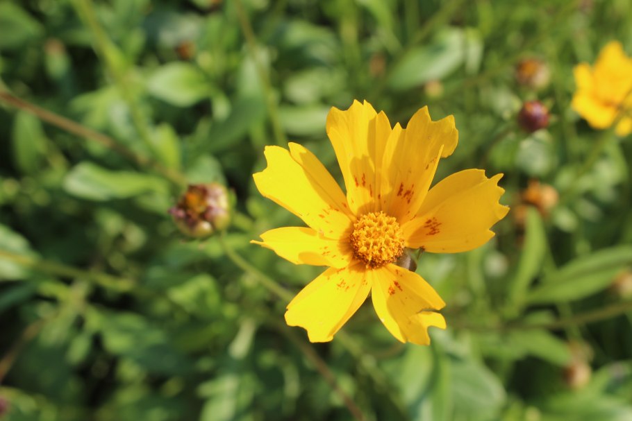 Кореопсис белые ночи