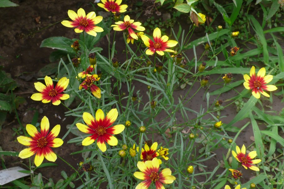 Кореопсис бенгал тайгер