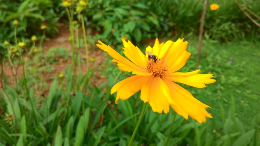 Coreopsis lanceolata