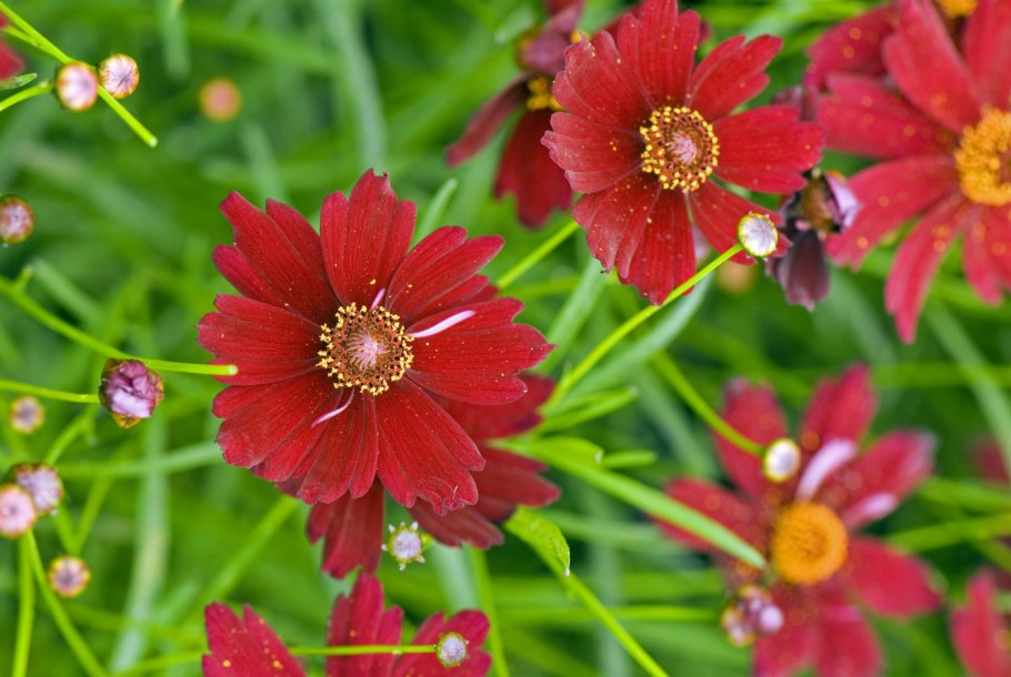 Кореопсис лаймрок руби