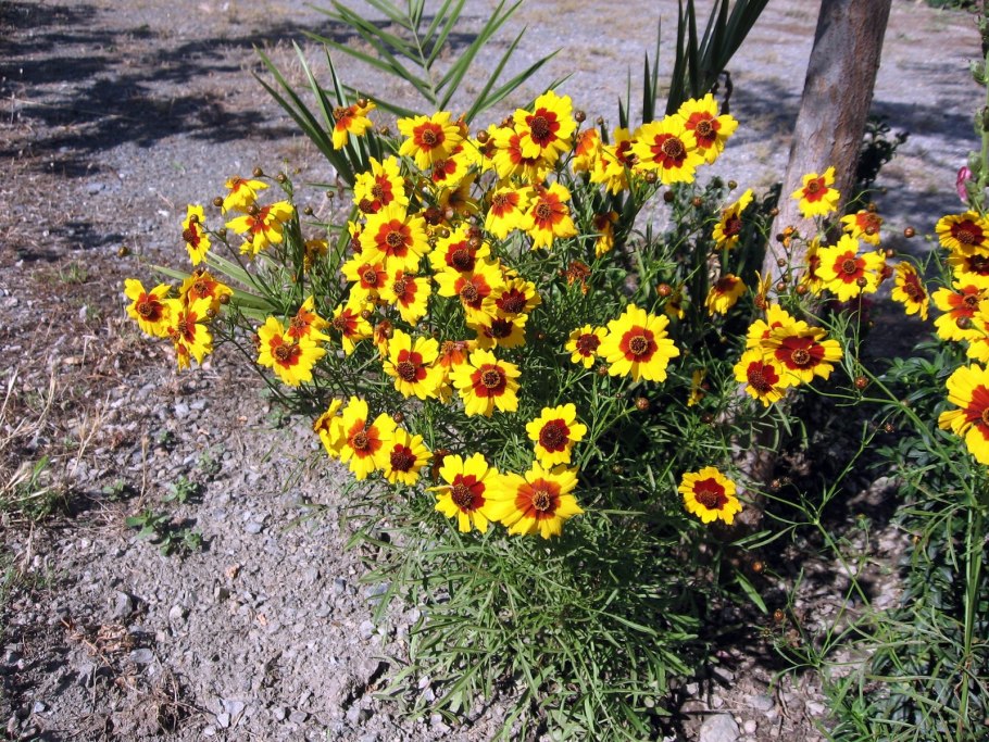 Кореопсис яркая вспышка