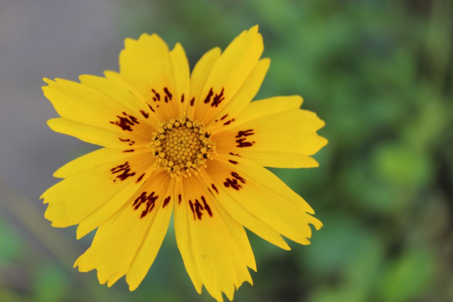 Кореопсис крупноцветковый