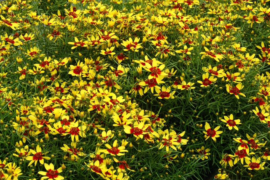 Coreopsis verticillata