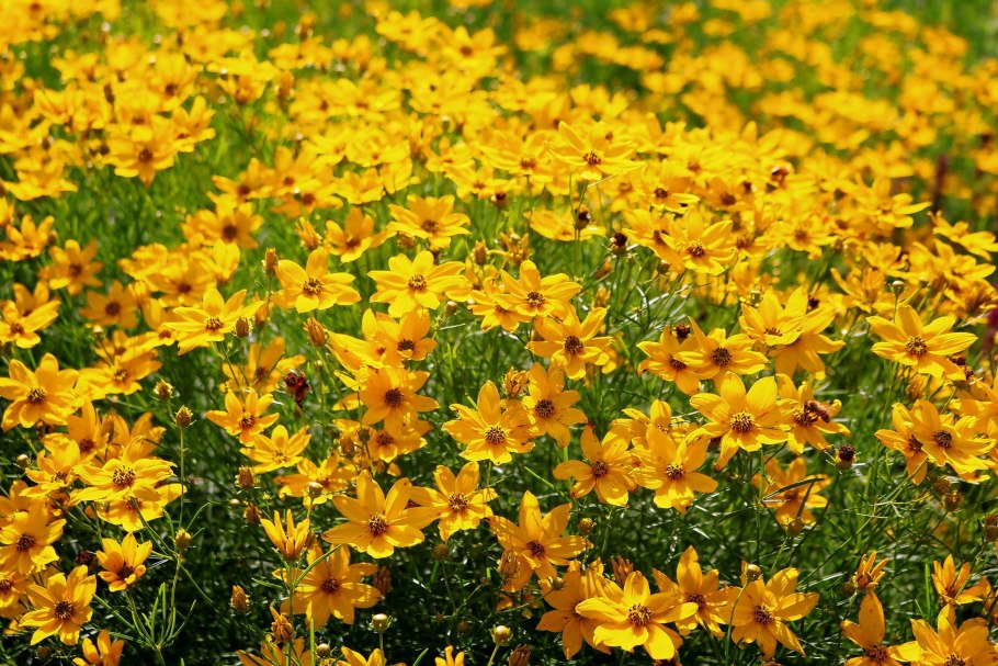 Кореопсис мутовчатый 'zagreb'