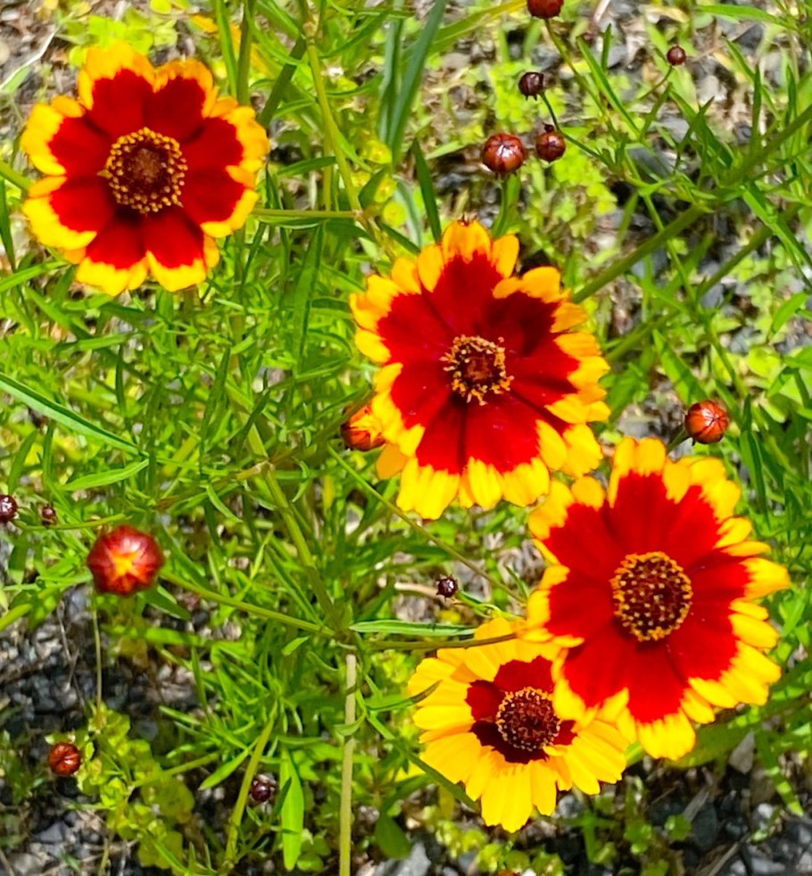 Кореопсис Голден