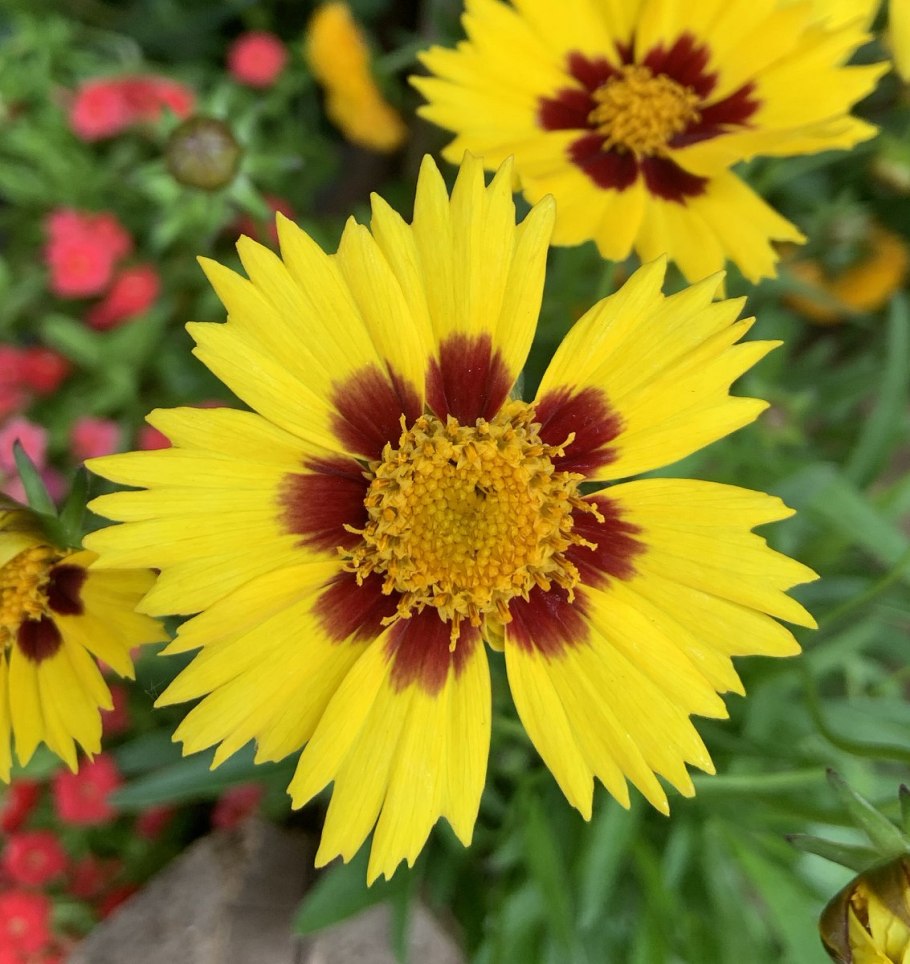 Кореопсис сан кисс