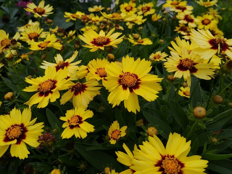 Кореопсис мутовчатый грандифлора