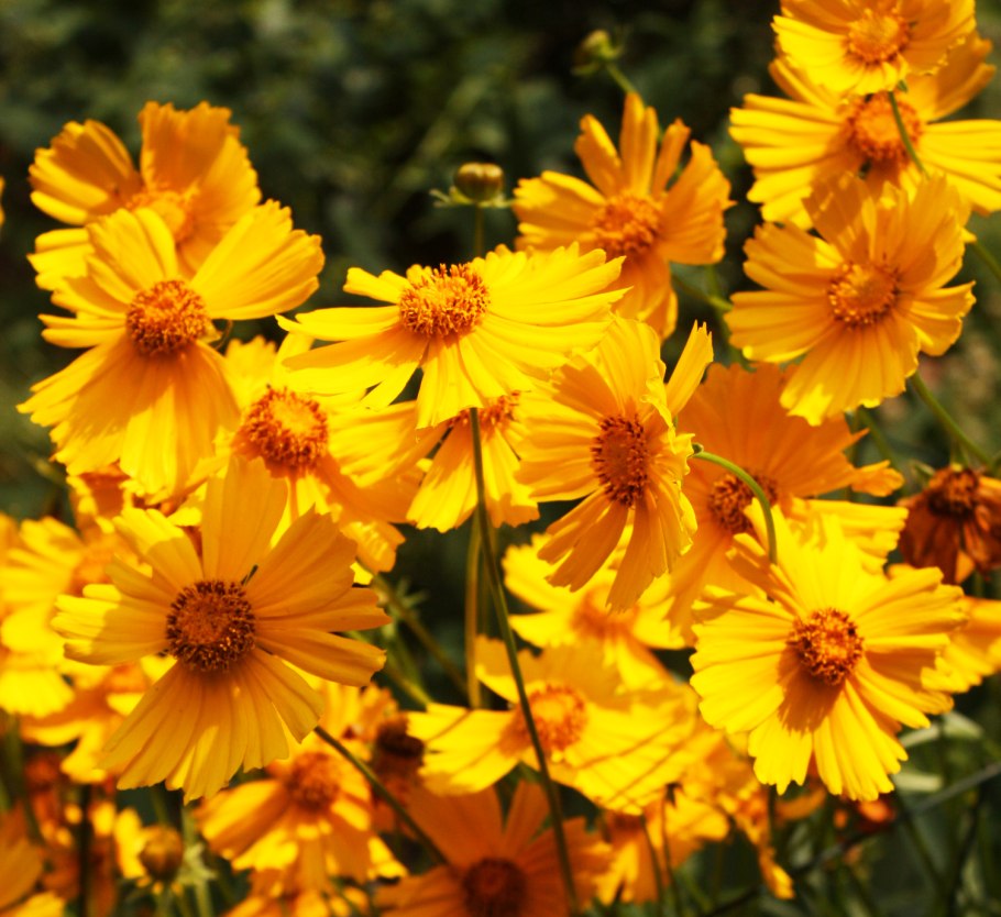 Кореопсис solanna golden sphere