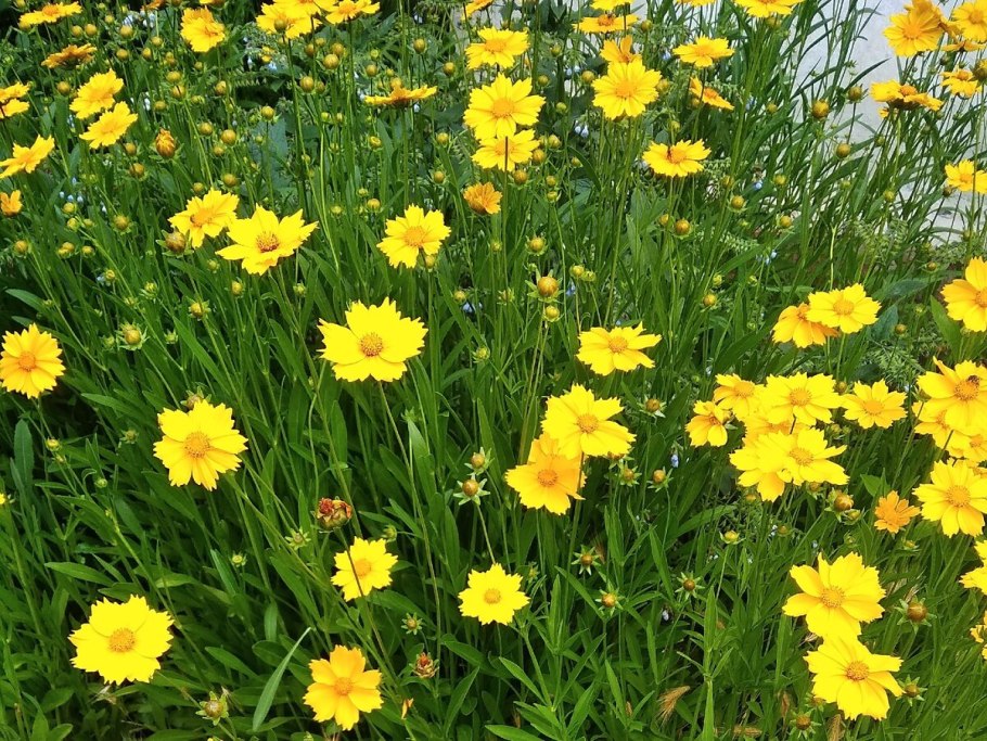 Кореопсис баттермилк