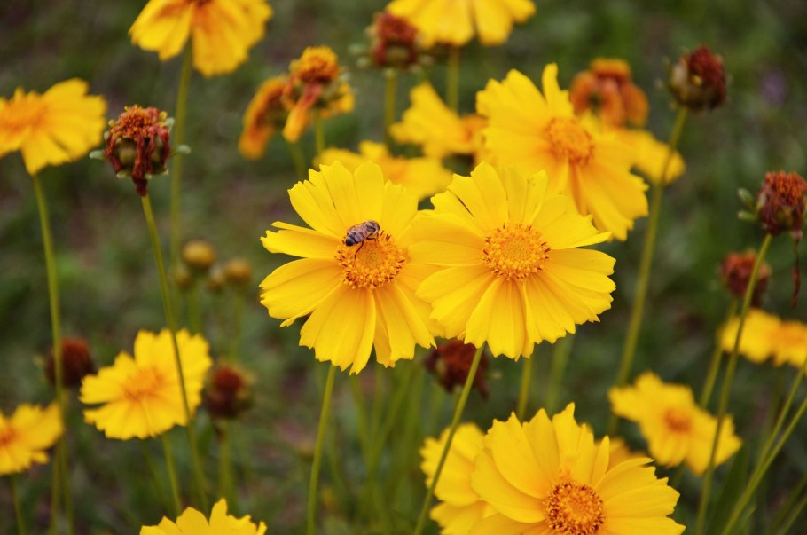 Coreopsis grandiflora