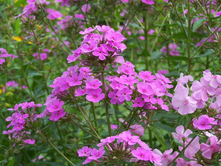 Hesperis matronalis вечерница Матроны