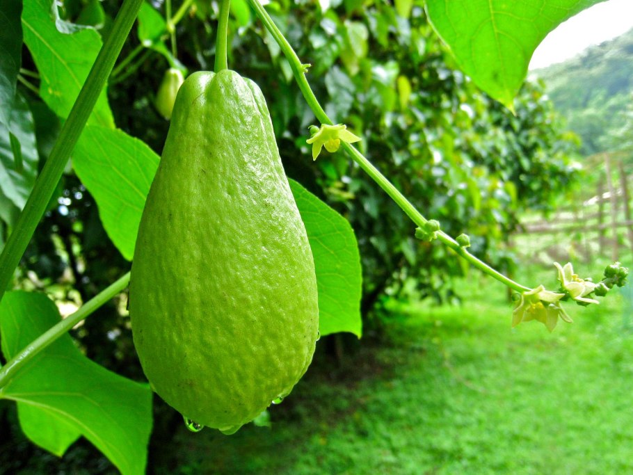 Чайот плод