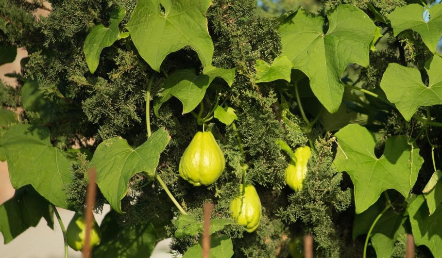 Чайот мексиканский