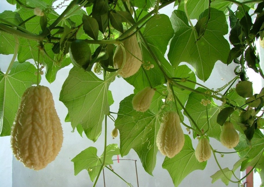 Мексиканский овощ чайот