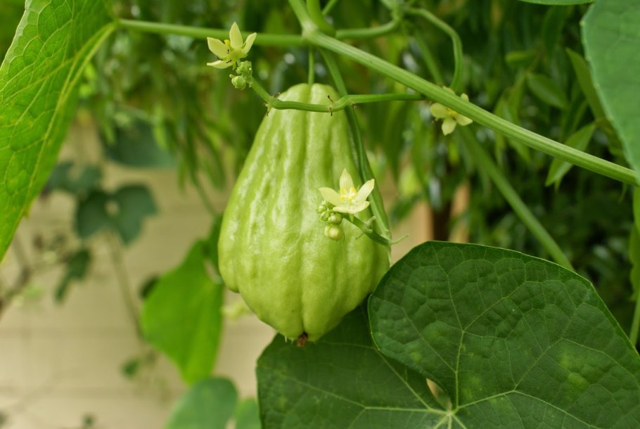 Чайот мексиканский