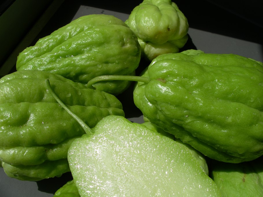 Огурец чайот