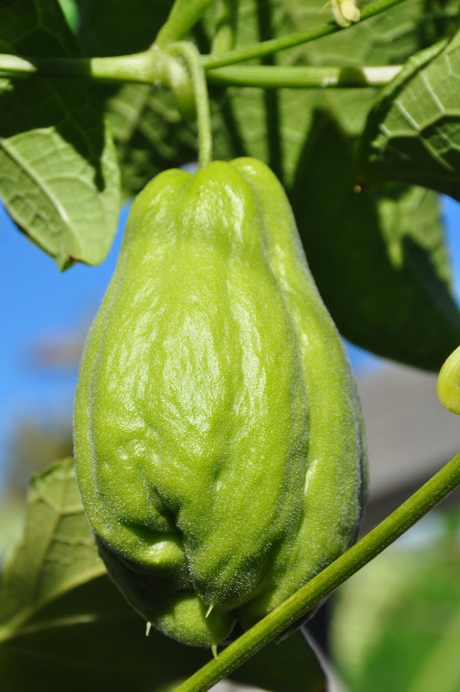 Чайот мексиканский