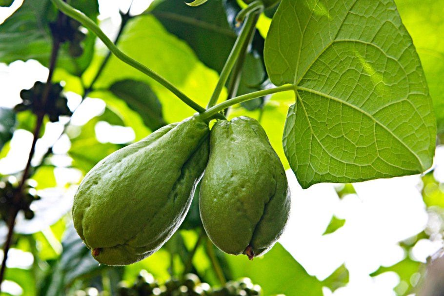 Мексиканский огурец чайот клубни