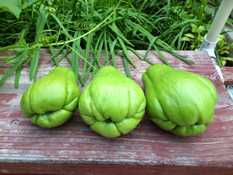 Чайот мексиканский огурец