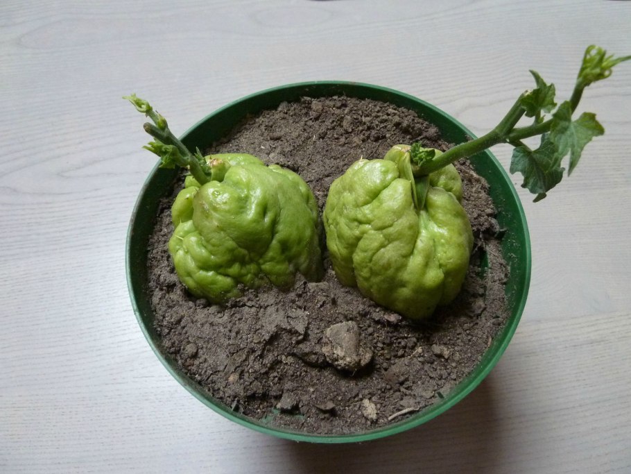 Чайот мексиканский огурец