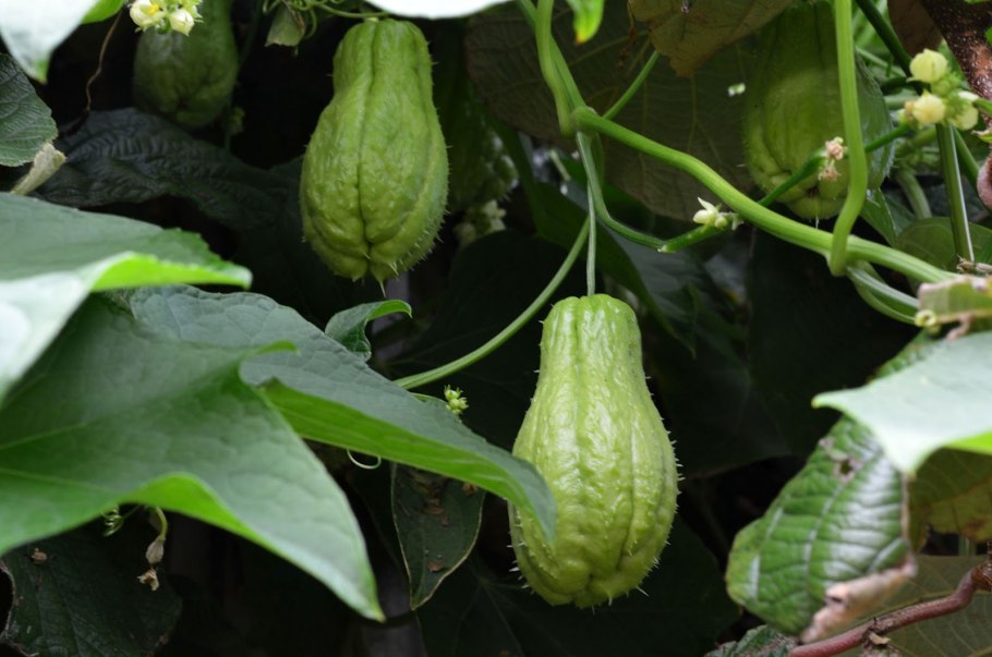 Мексиканский овощ чайот