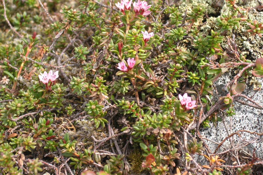 Кальмия лежачая лежачая Луазелеурия