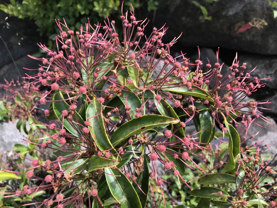 Цветок Кальмия