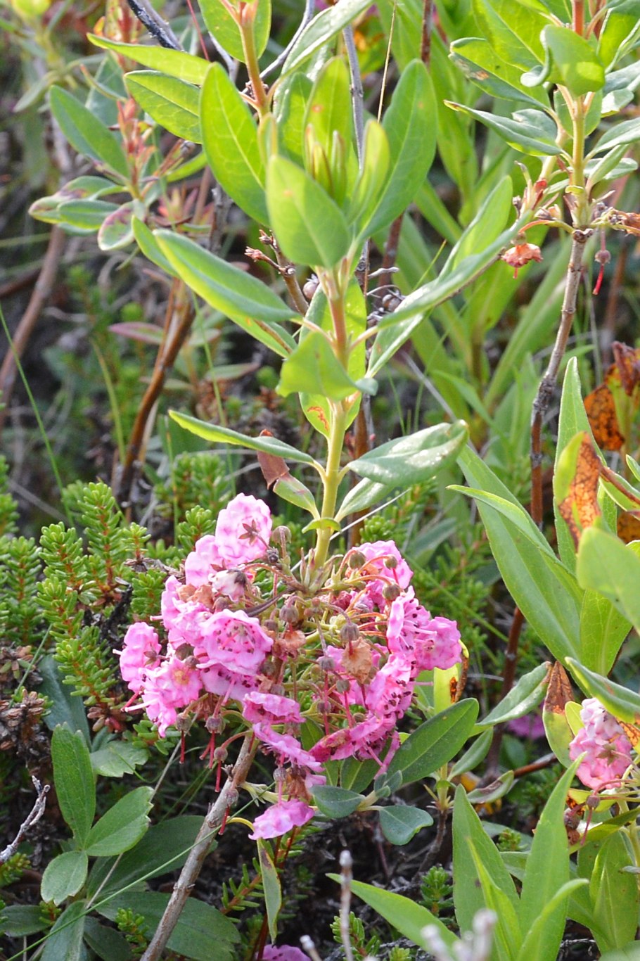 Кальмия узколистная рубра