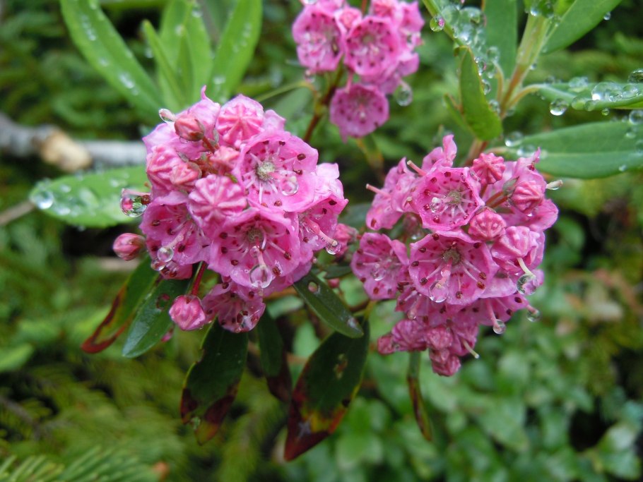 Кальмия Кипсейк