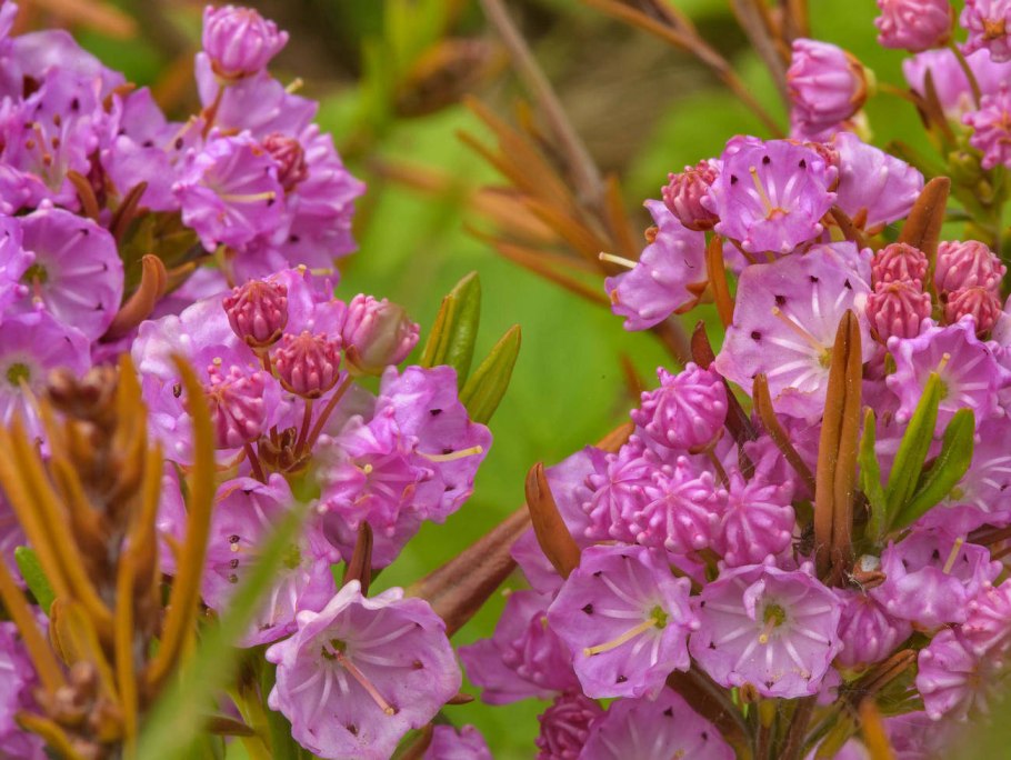 Кальмия (горный лавр)