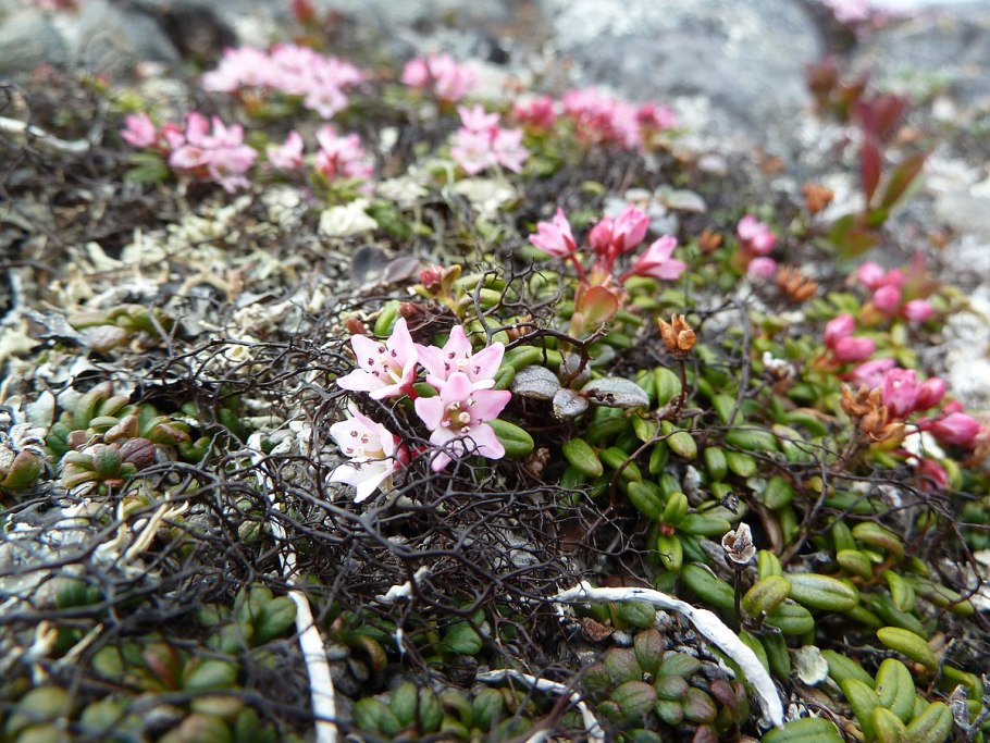 Loiseleuria procumbens