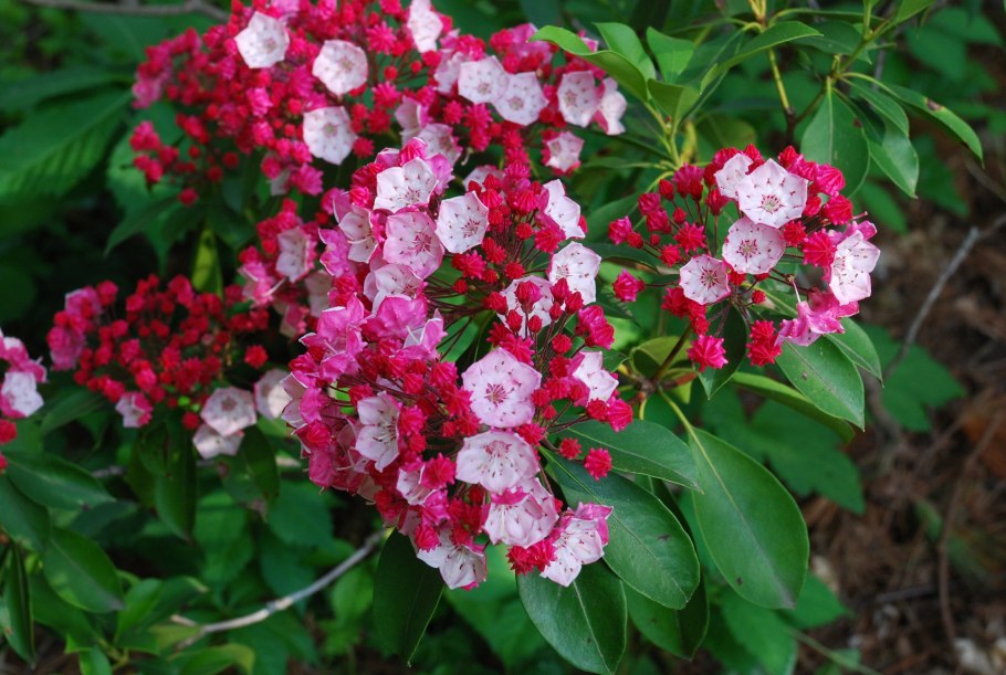 Кальмия широколистная kalmia latifolia