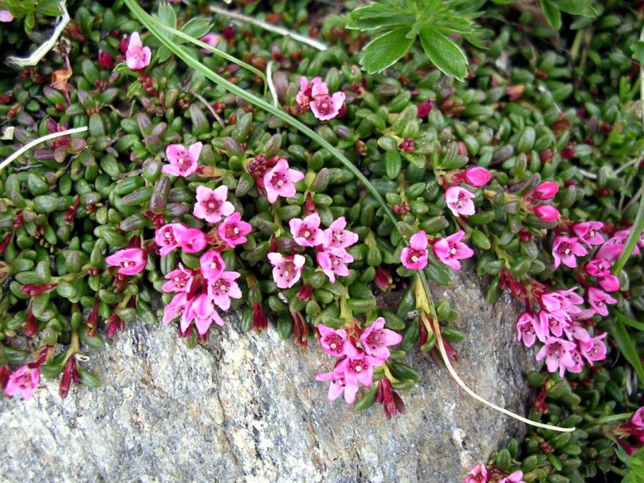 Луазелеурия лежачая (Loiseleuria procumbens