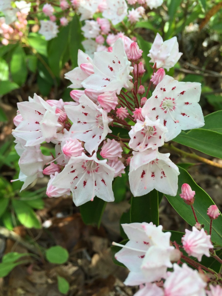 Kalmia latifolia
