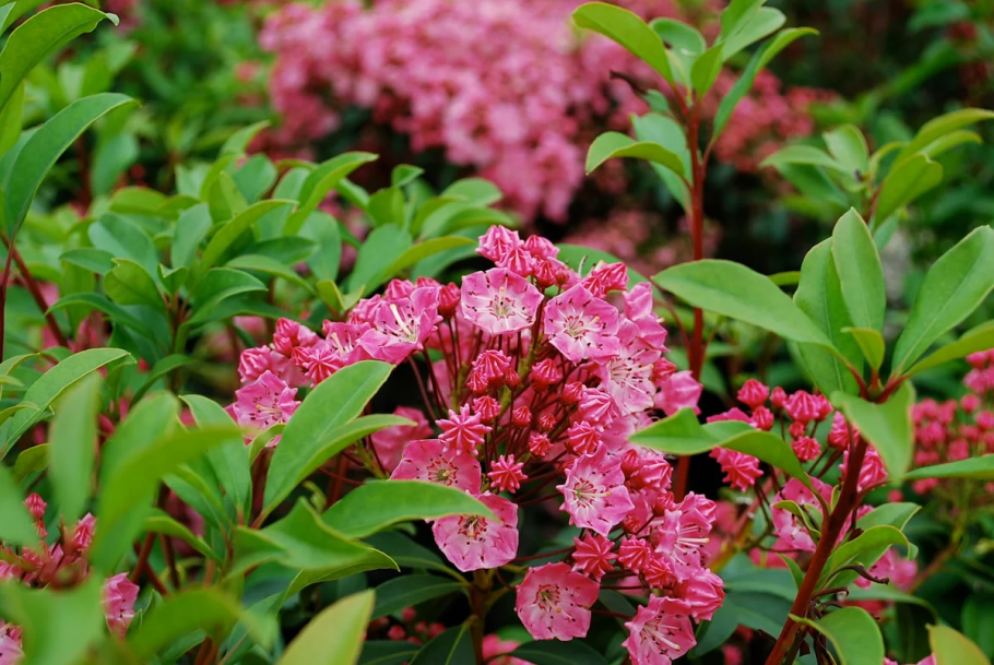 Кальмия Эльф без цветов картинки