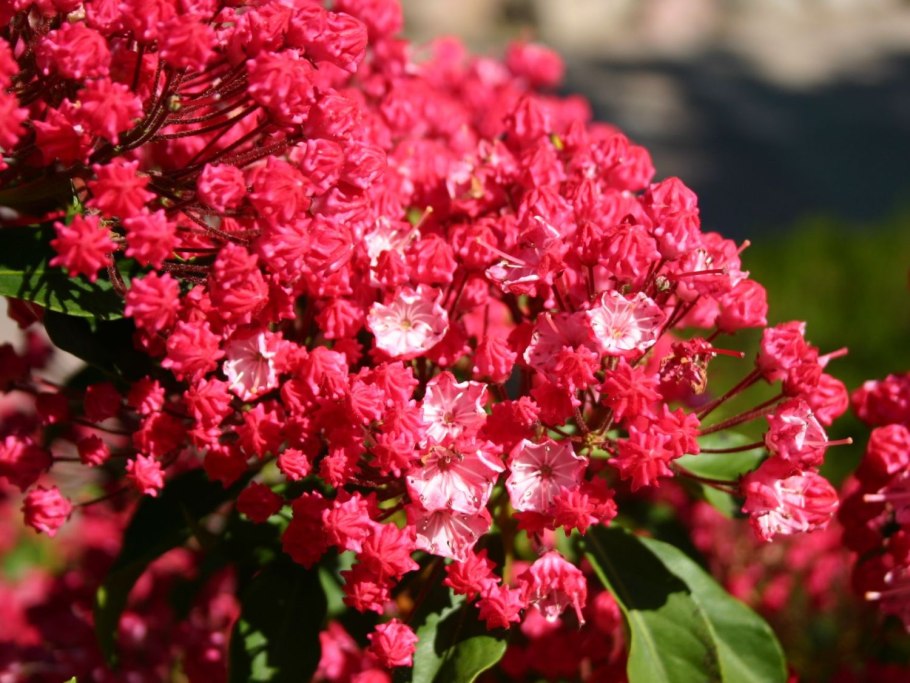 Кальмия Тэд