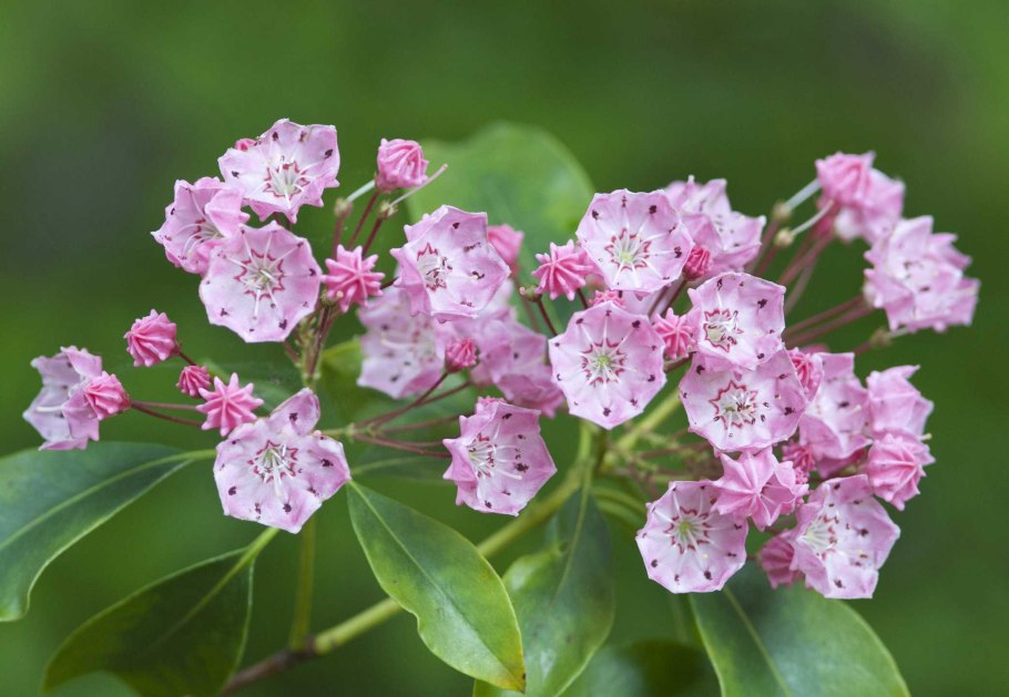 Kalmia angustifolia
