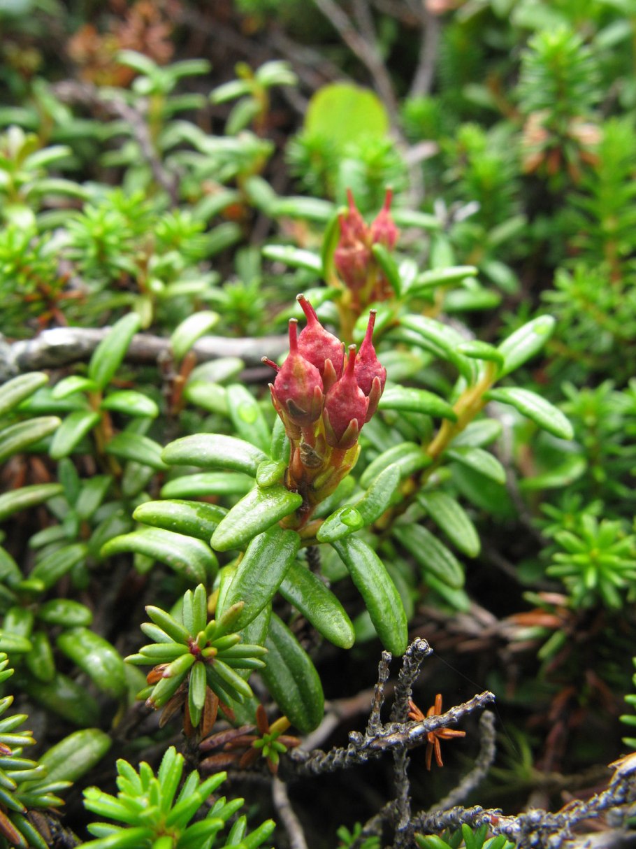 Кальмия клиновидная