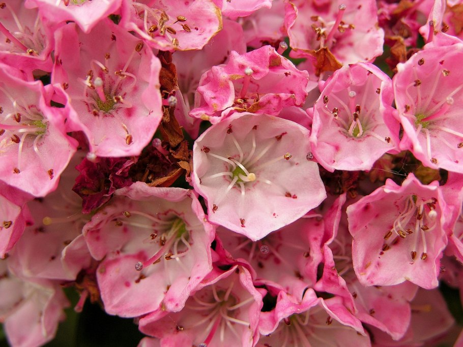 Kalmia latifolia Galaxy