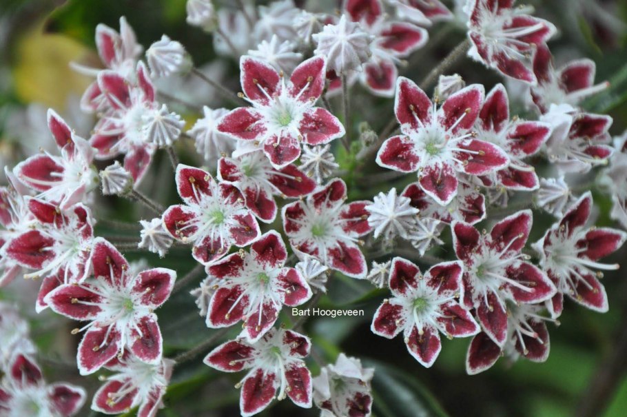 Кальмия широколистная миттернахт