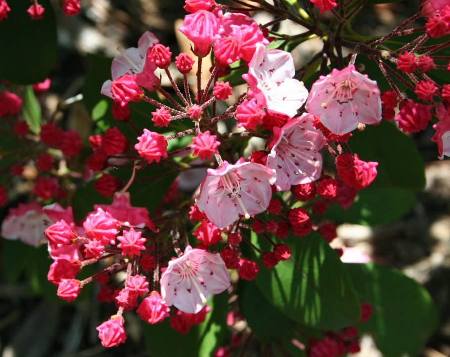 Кальмия широколистная бикон