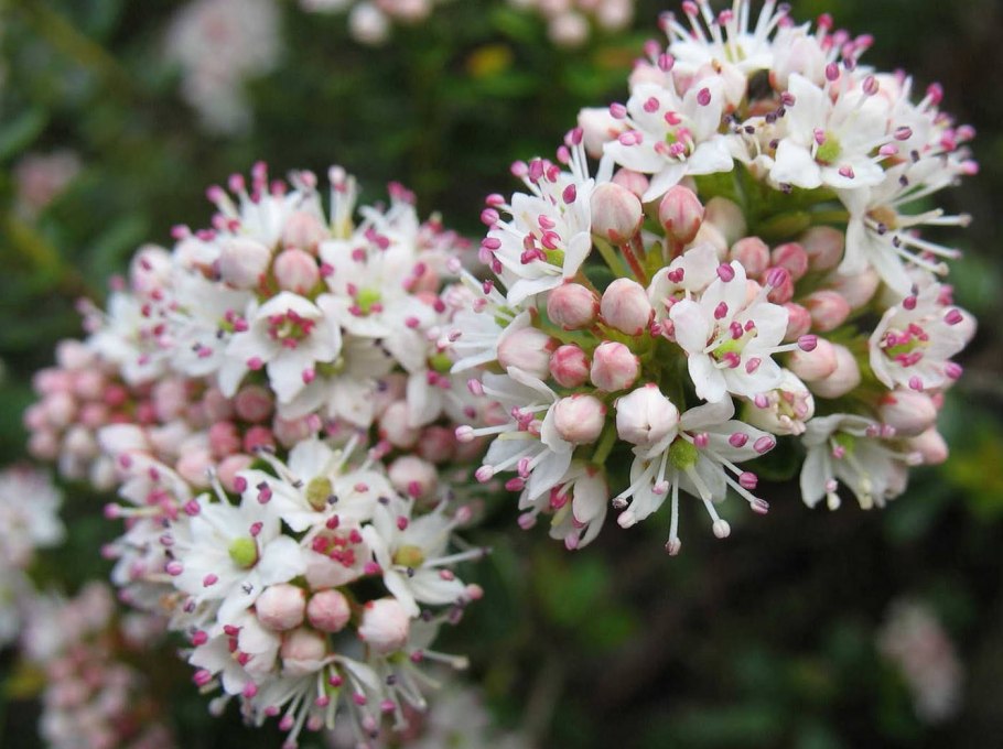 Leiophyllum buxifolium