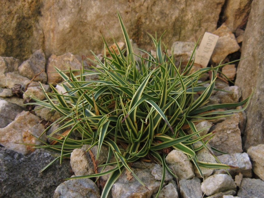 Осока Морроу (Carex morrowii &#96;variegata&#96;)