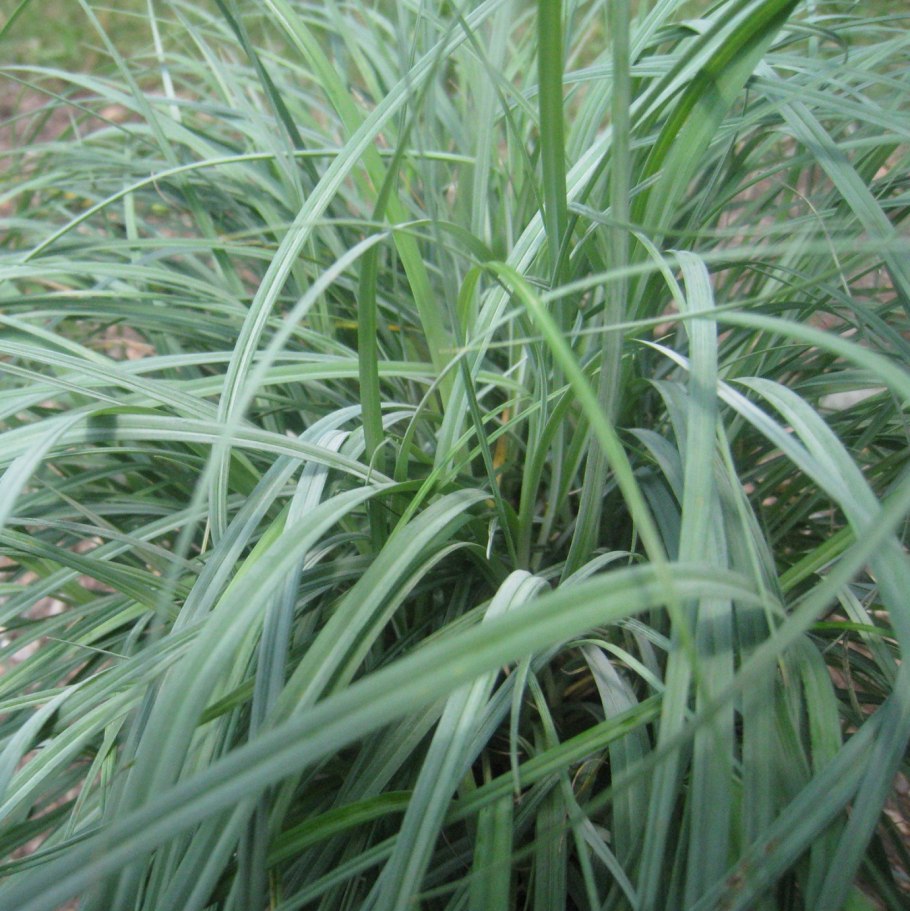 Осока сизая (carex glauca)