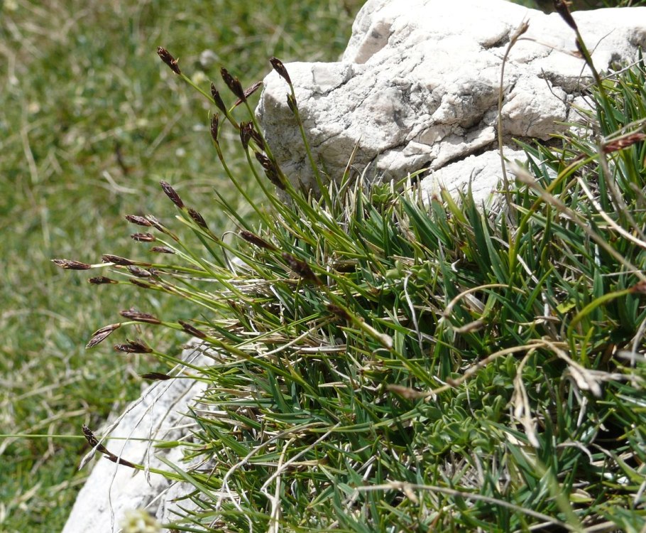 Осока островидная