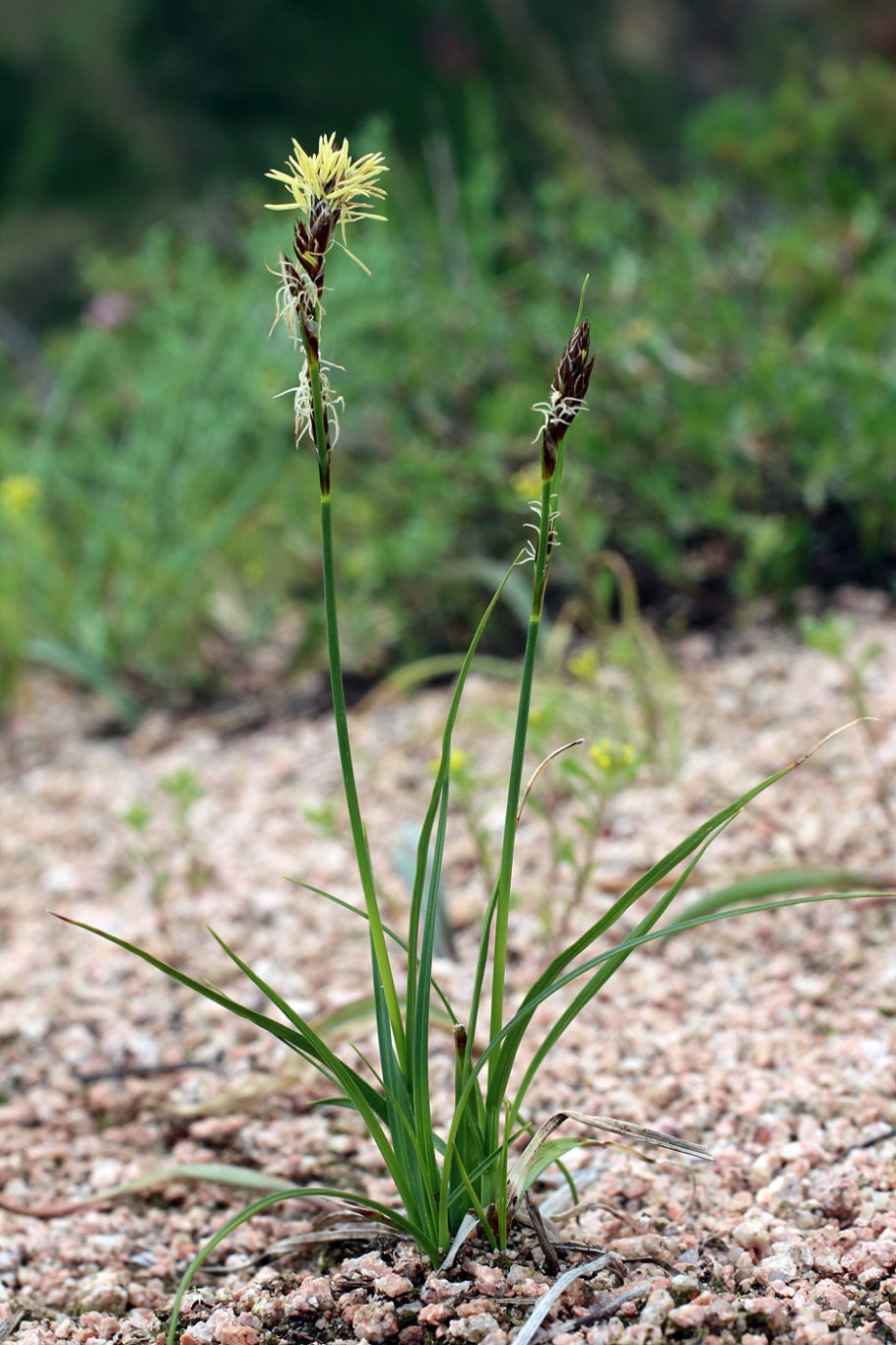 Carex pachystylis