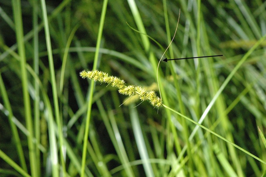 Carex vulpinoidea