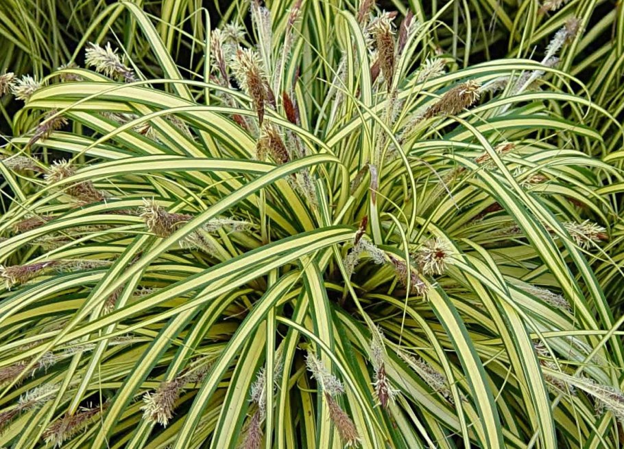 Carex oshimensis evergold