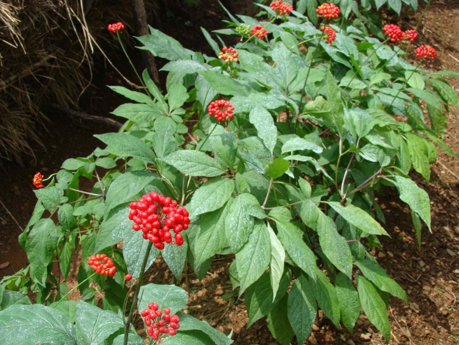 Panax quinquefolius